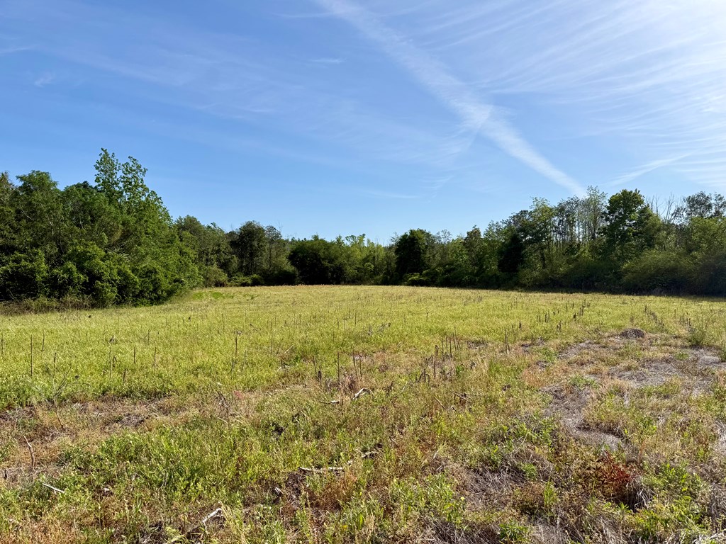 14.57-acres Red Oak Road Florala, AL 36442 - Photo 5 of 14