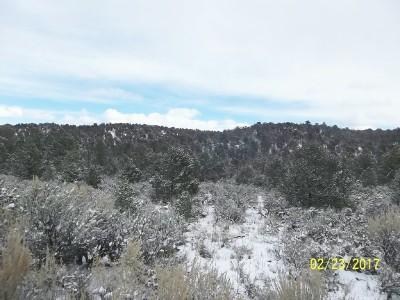 25 Ragsdale Road Norwood, CO 81423 - Photo 6 of 8 lot25trees