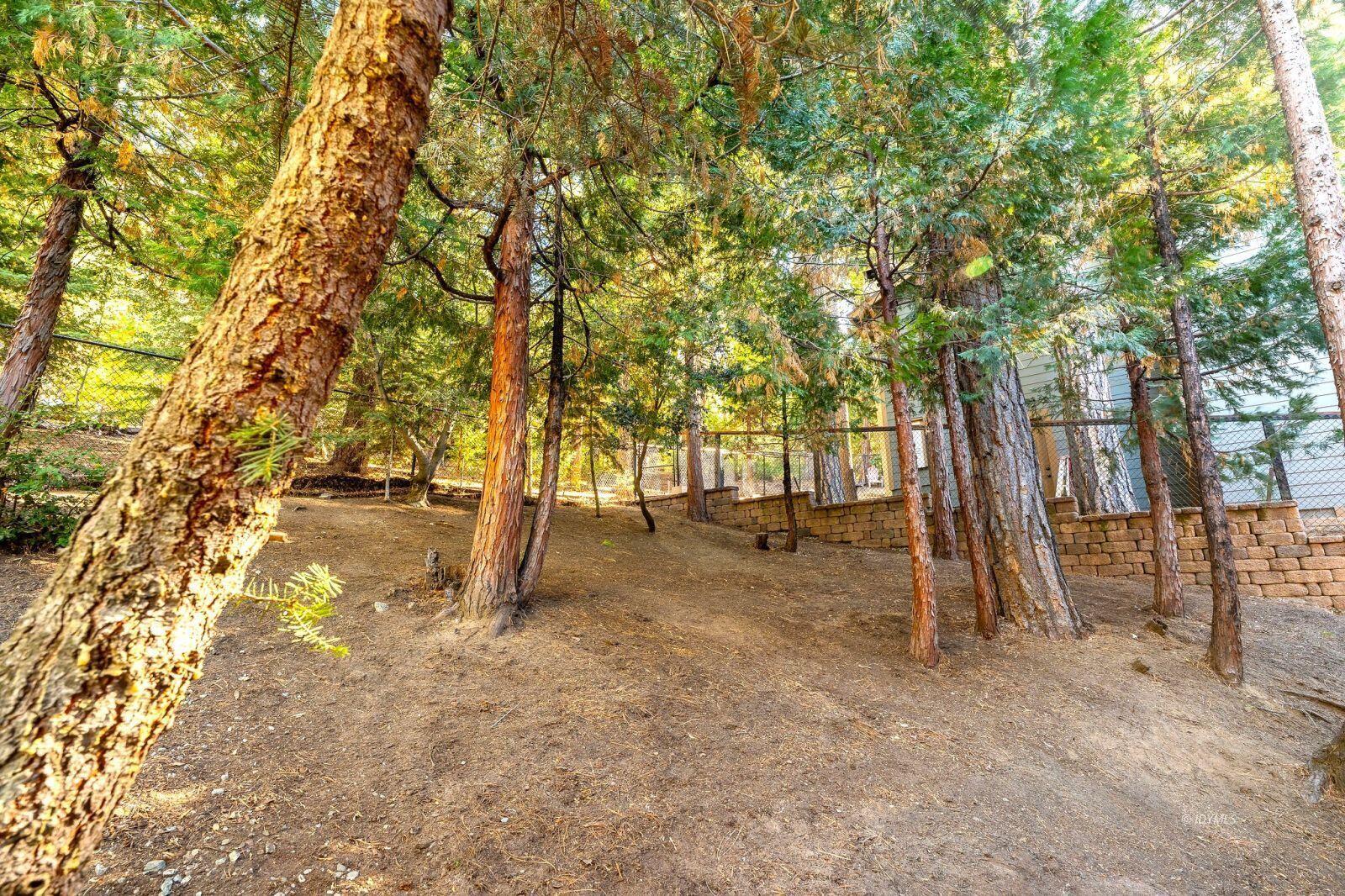 25262 Deer Path Road Idyllwild, CA 92549 - Photo 43 of 45 a view of a forest with trees