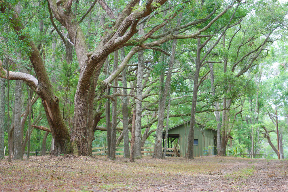 2627 Cherry Point Road Wadmalaw Island, SC 29487 - Photo 8 of 11 Wadmalaw Images 068