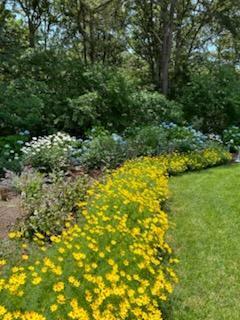 28 Lakeview Avenue Chatham, MA 02633 - Photo 45 of 63 Coreopsis Border