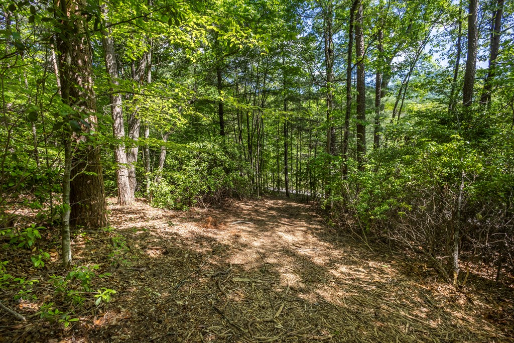 4.2-acre Donley Road Murphy, NC 28906 - Photo 13 of 32 a view of a yard with plants and trees
