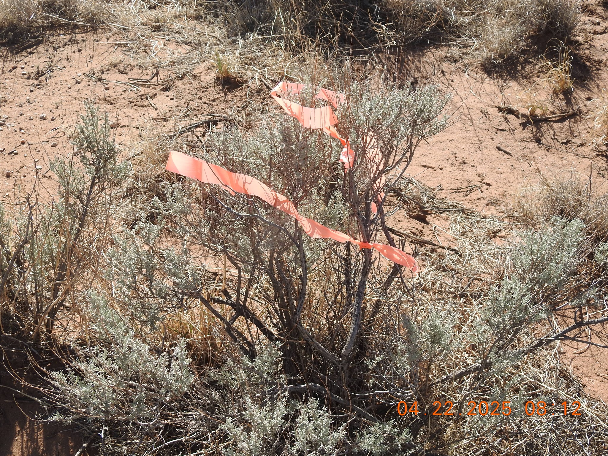 0 Canilla Loop Belen, NM 87002 - Photo 13 of 20