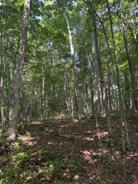 0 Parkstown Road Wilder, TN 38589 - Photo 12 of 18 Gallery Image 12