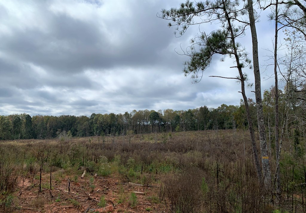 137.12-ac Yates Road West Point, GA 31833 - Photo 4 of 9