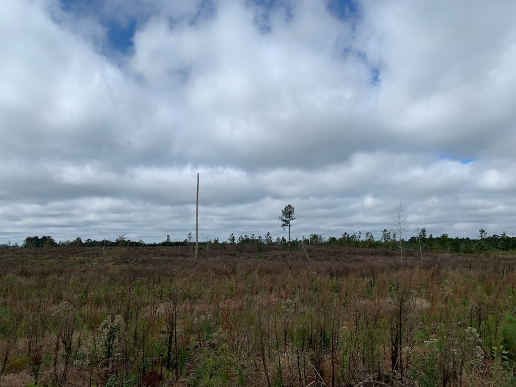 137.12-ac Yates Road West Point, GA 31833 - Photo 6 of 9