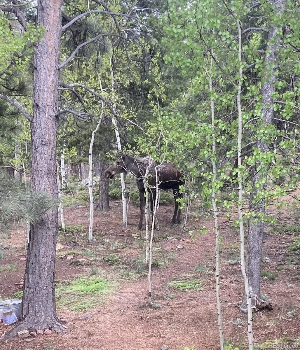 77 East Crosscut Road Bailey, CO 80421 - Photo 42 of 43 a backyard of a house with table and chairs