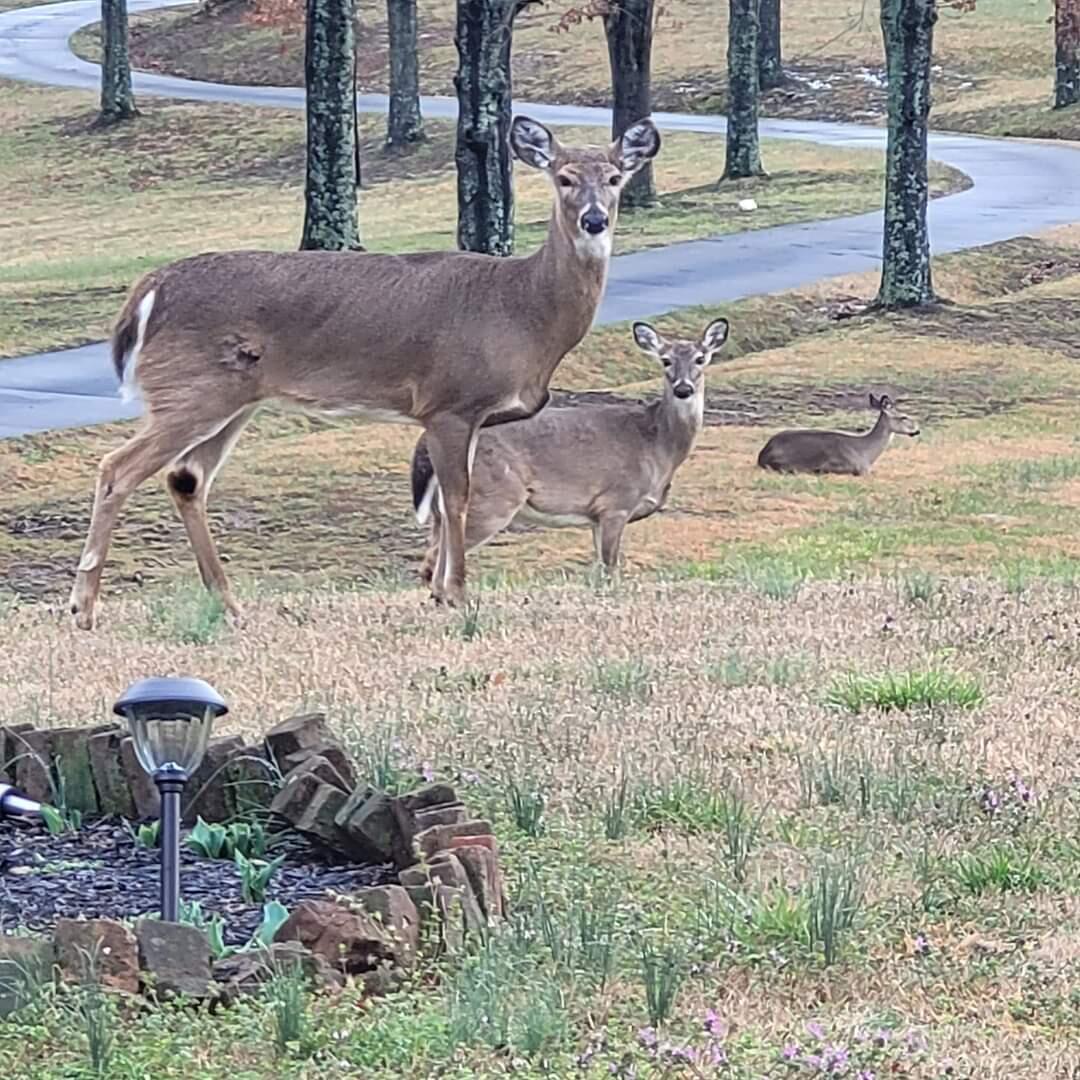 640 Lick Hollow Road Greeneville, TN 37743 - Photo 76 of 86 FB_IMG_1674697081601