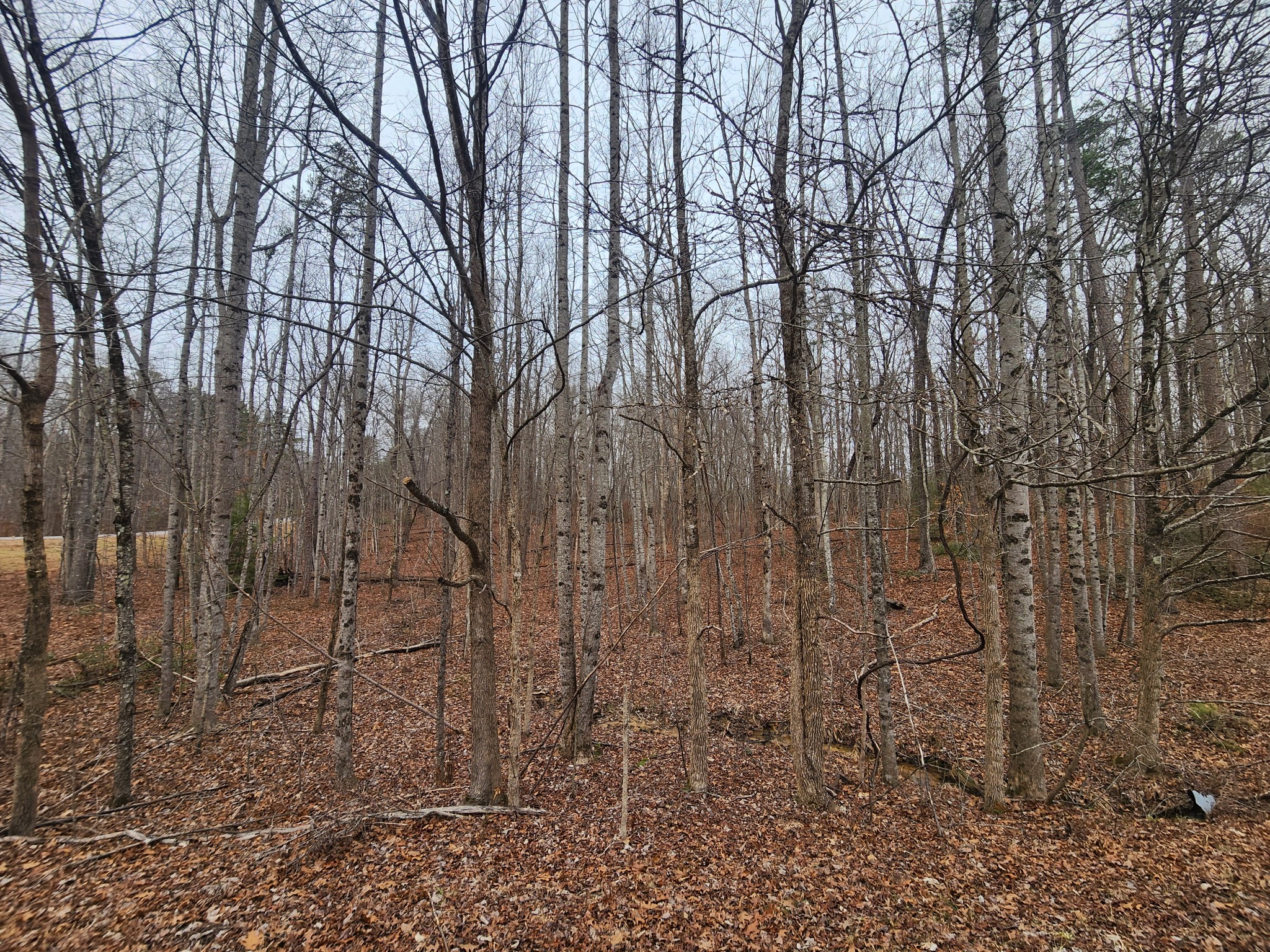 0 Blueberry Point Monterey, TN 38574 - Photo 12 of 16