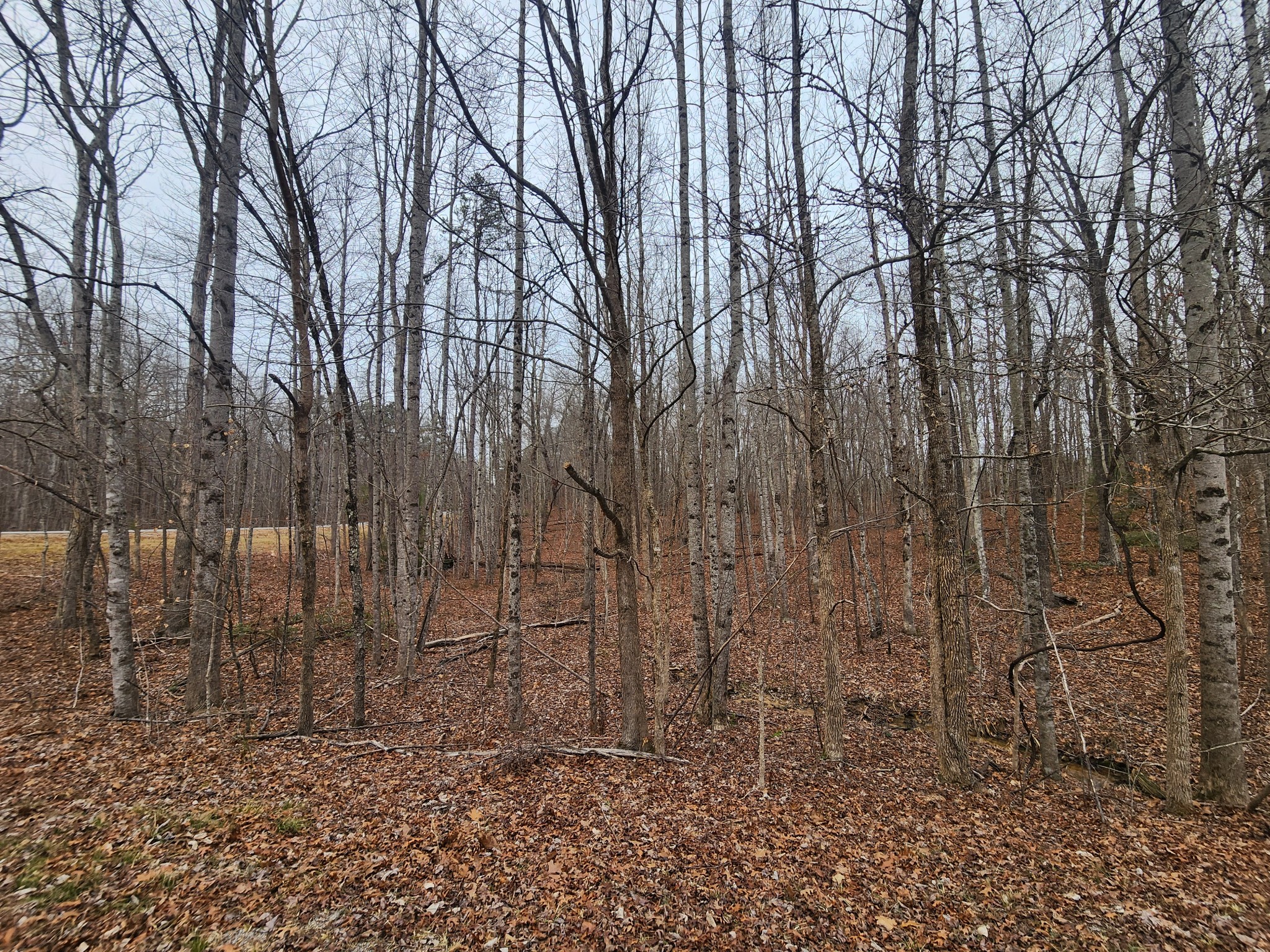 0 Blueberry Point Monterey, TN 38574 - Photo 13 of 16