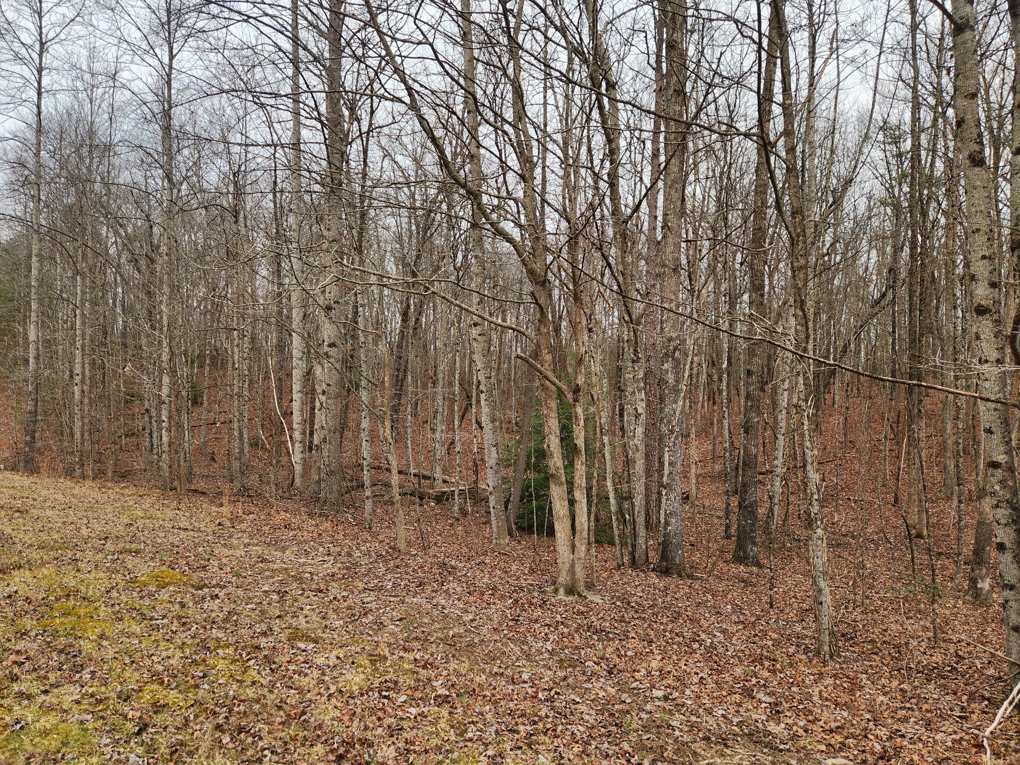 0 Blueberry Point Monterey, TN 38574 - Photo 14 of 16