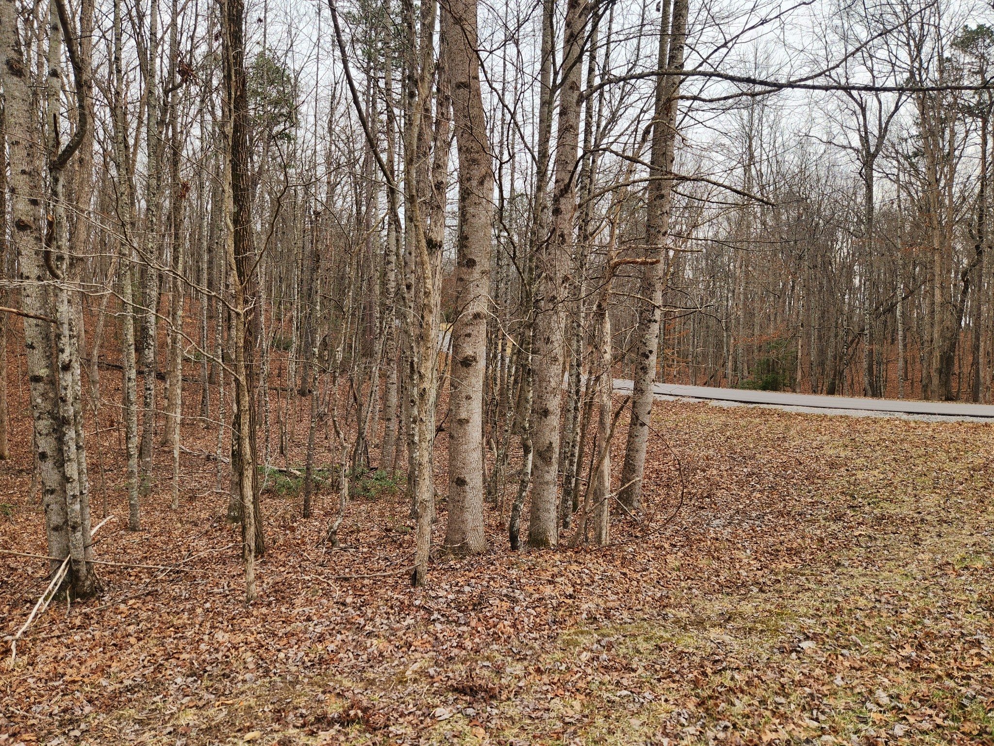 0 Blueberry Point Monterey, TN 38574 - Photo 15 of 16