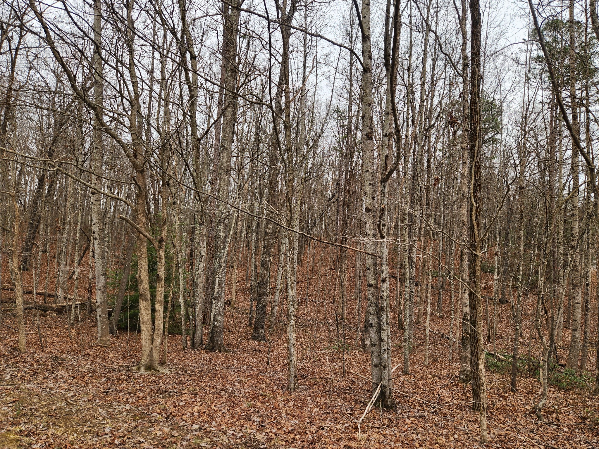 0 Blueberry Point Monterey, TN 38574 - Photo 16 of 16