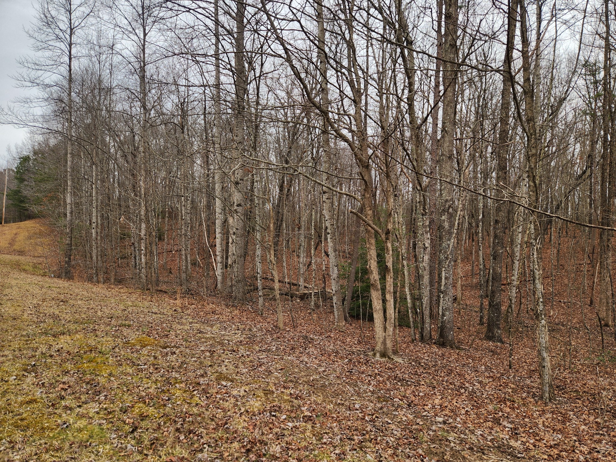 0 Blueberry Point Monterey, TN 38574 - Photo 9 of 16