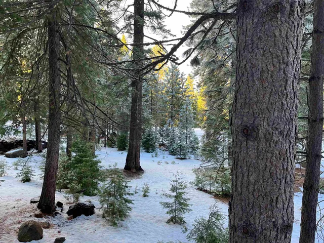 a view of a forest filled with trees