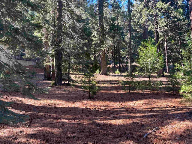 a view of yard with tree