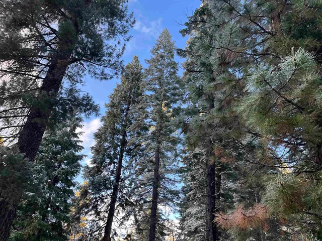 a view of a forest with a tree