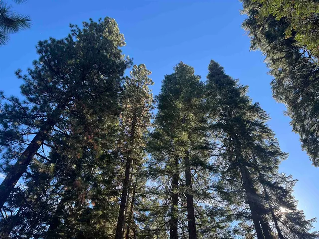 a view of a tree in a yard