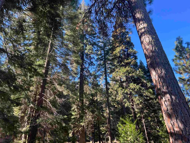 a close up of a tree