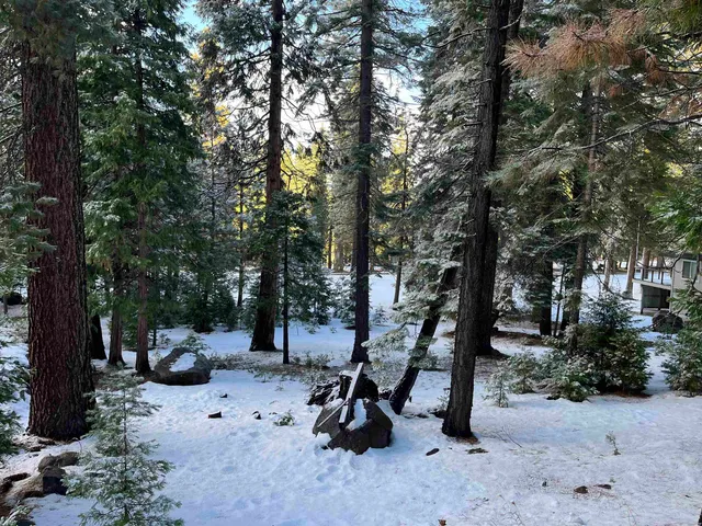a view of a park with large trees