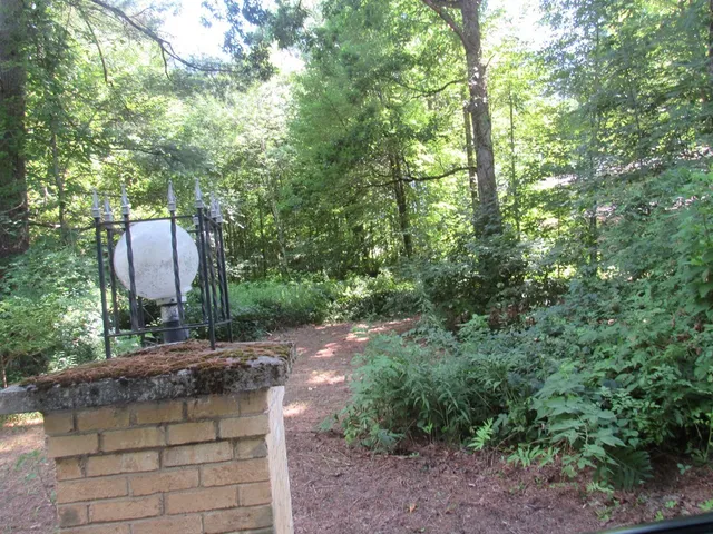 a view of a yard with plants and large trees
