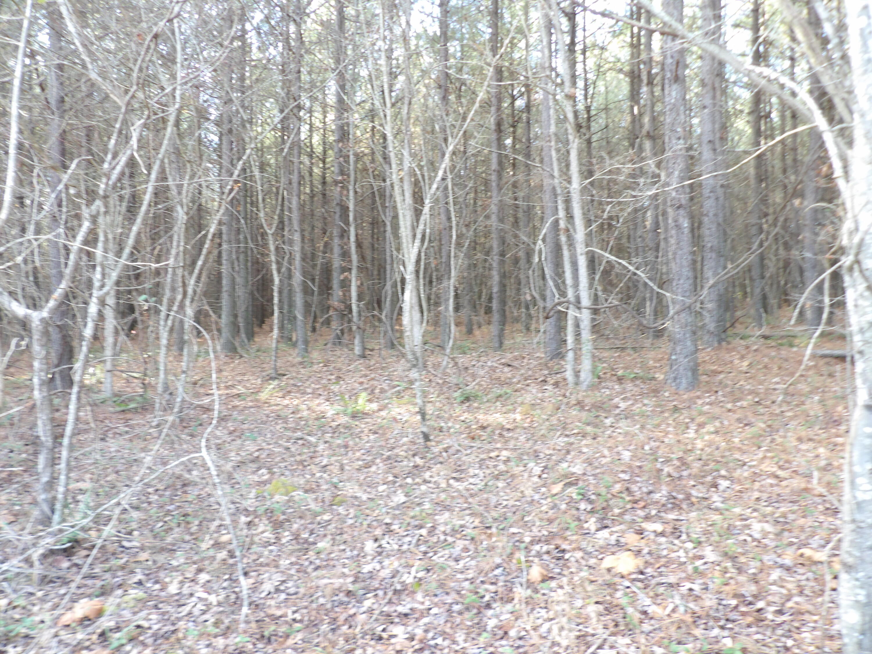 Lot 22 Summercity Road Evensville, TN 37332 - Photo 3 of 9 100_2119