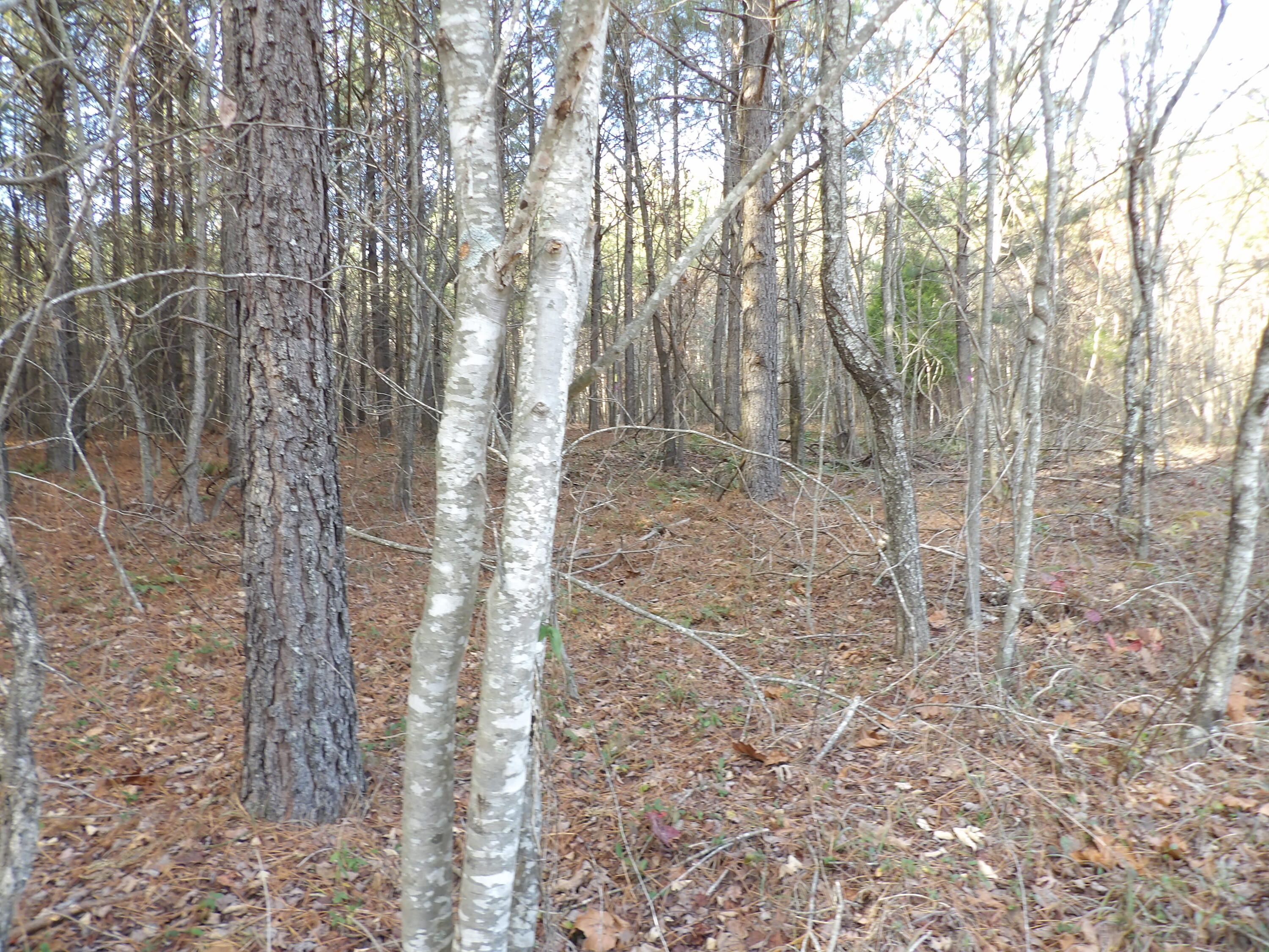 Lot 22 Summercity Road Evensville, TN 37332 - Photo 4 of 9 100_2120