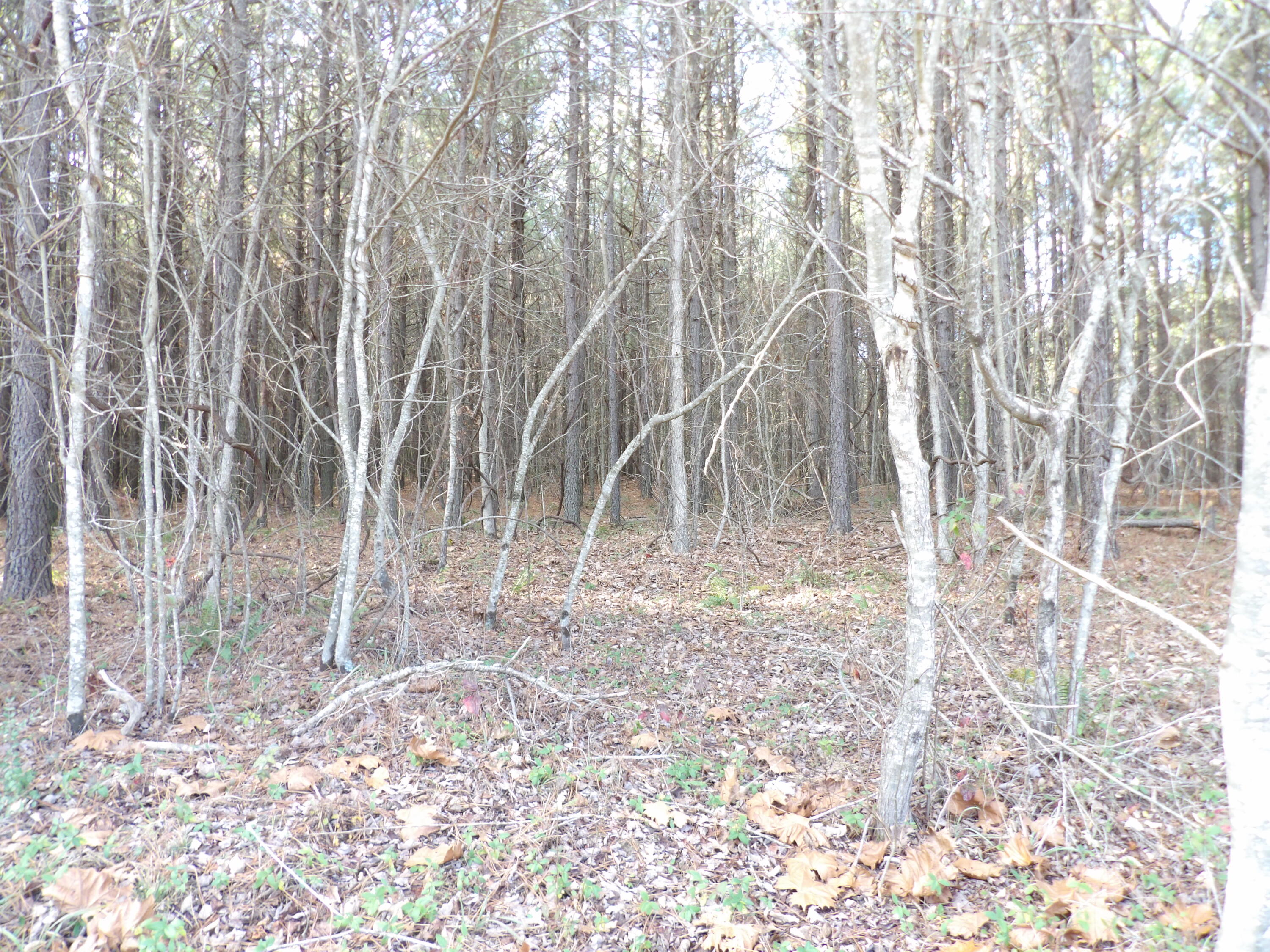 Lot 22 Summercity Road Evensville, TN 37332 - Photo 5 of 9 100_2122