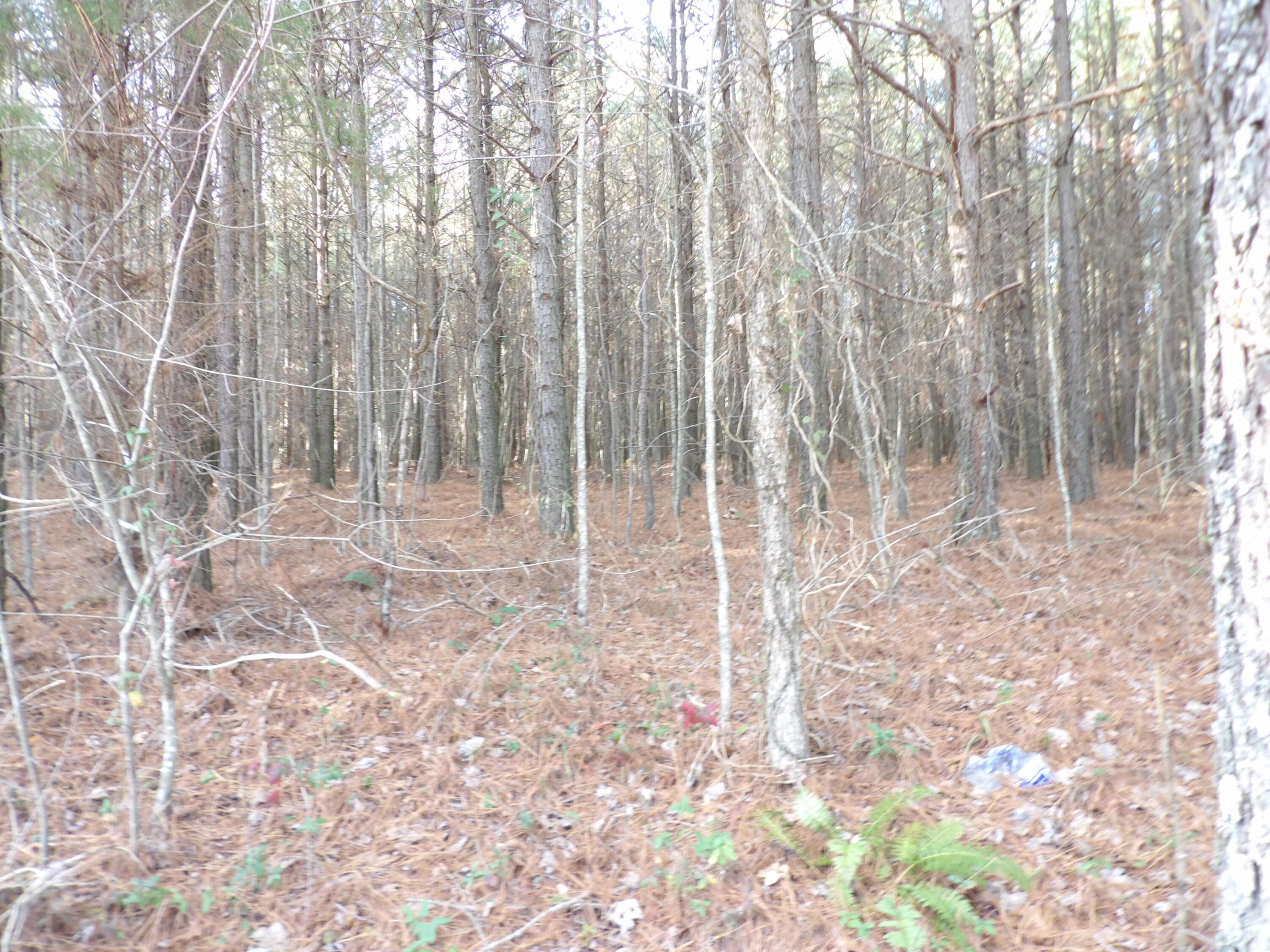 Lot 22 Summercity Road Evensville, TN 37332 - Photo 6 of 9 100_2123