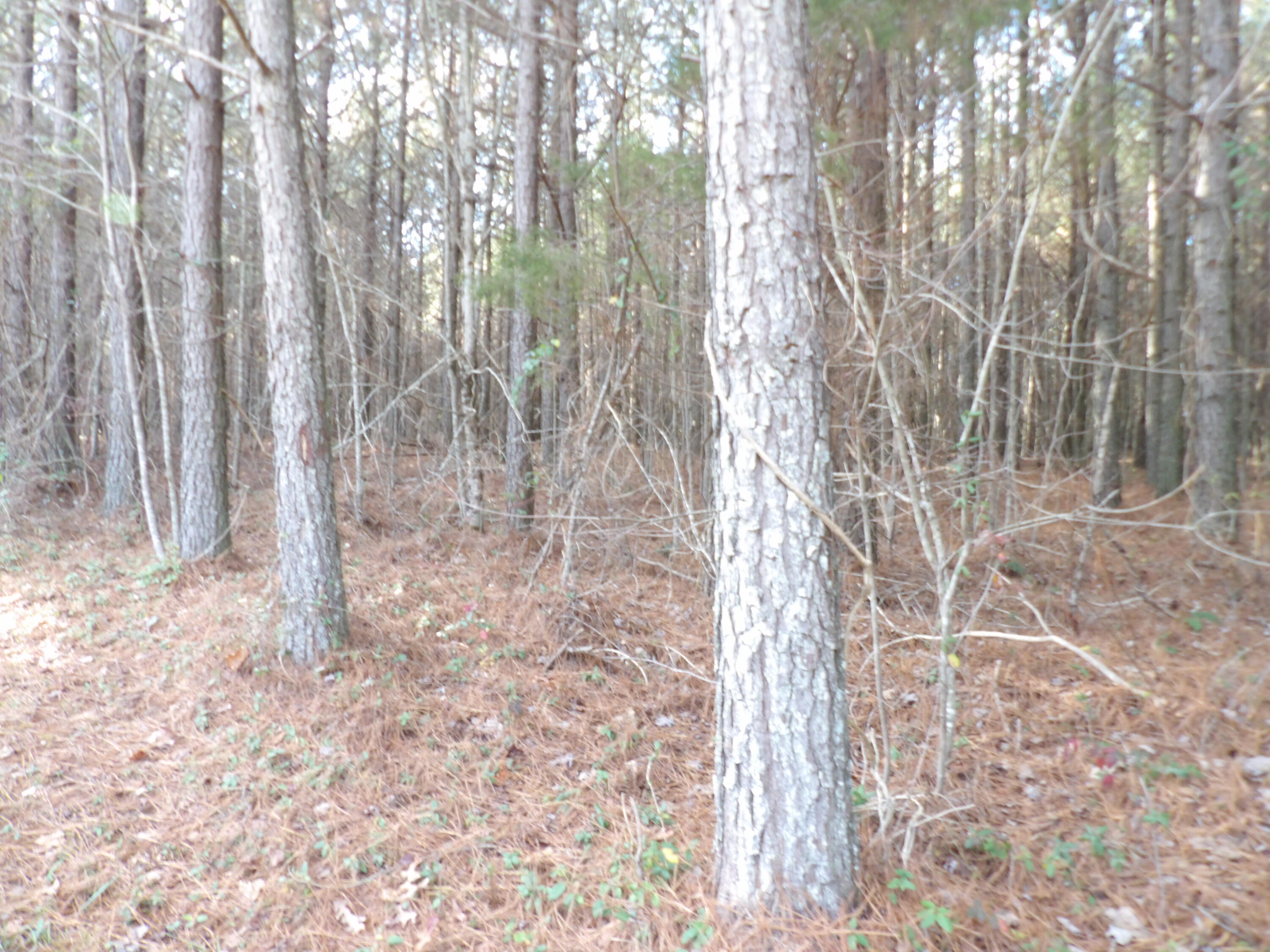 Lot 22 Summercity Road Evensville, TN 37332 - Photo 7 of 9 100_2127
