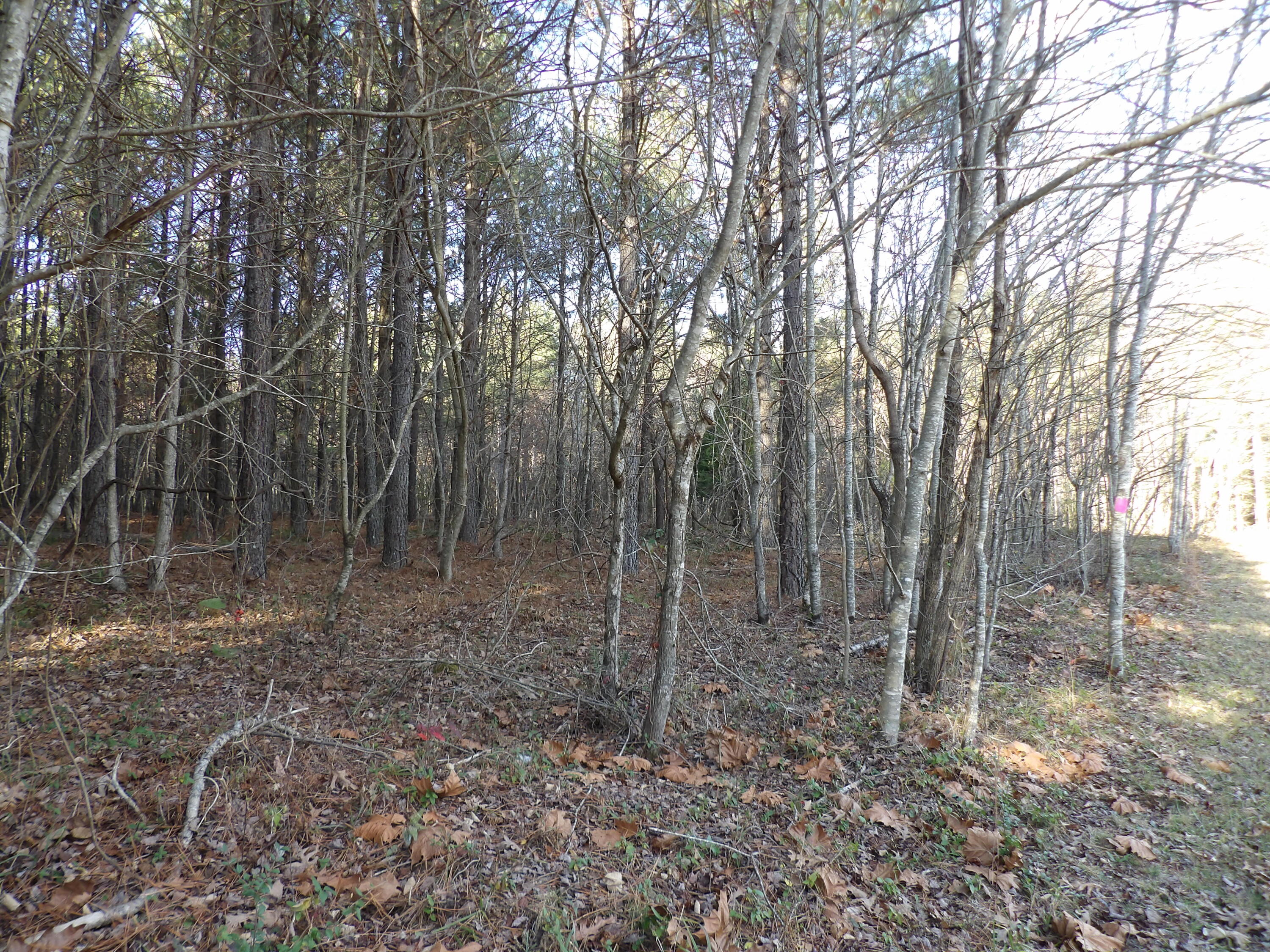 Lot 22 Summercity Road Evensville, TN 37332 - Photo 8 of 9 100_2128
