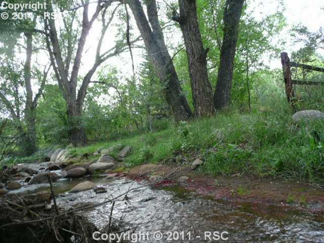 935 West Cheyenne Road Colorado Springs, CO 80906 - Photo 15 of 16 Huge trees line Cheyenne Creek in the back yard