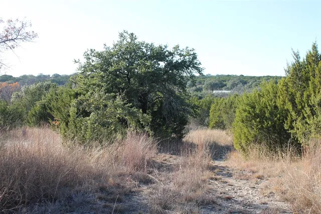a view of a forest with a tree