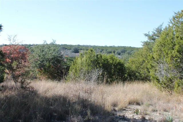 a view of a lush green forest with lots of trees