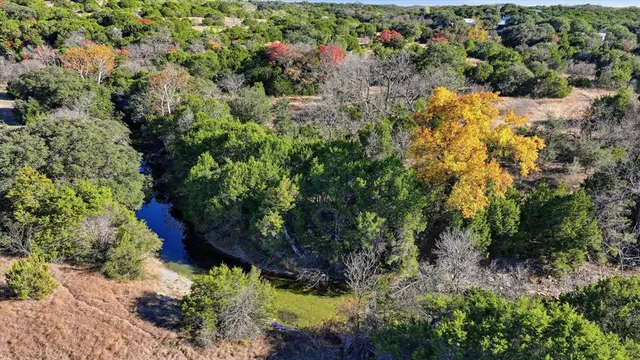 a view of a garden with plants and large trees