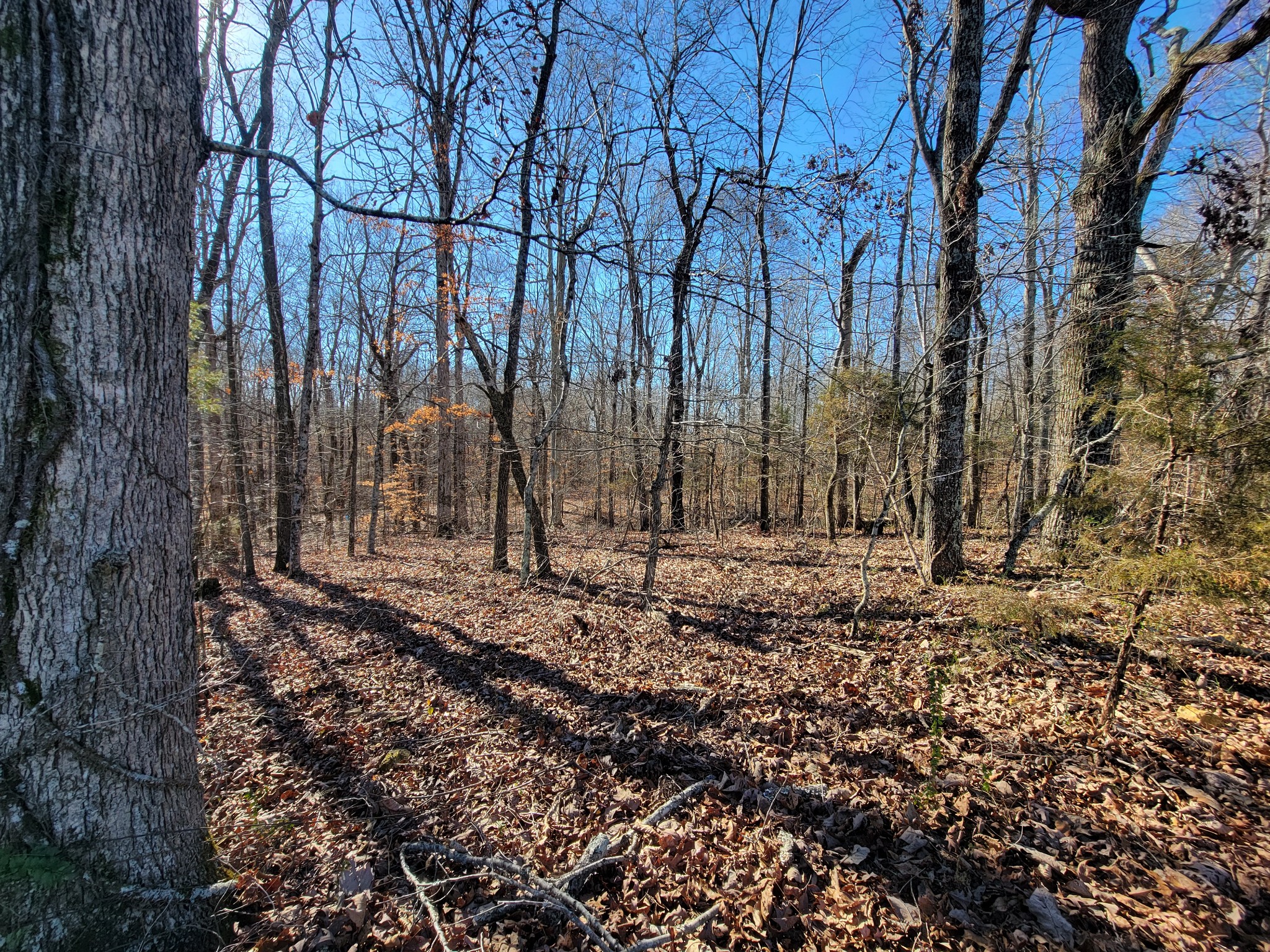 1152 Oak Grove Road Dickson, TN 37055 - Photo 43 of 53 a view of a backyard with large trees