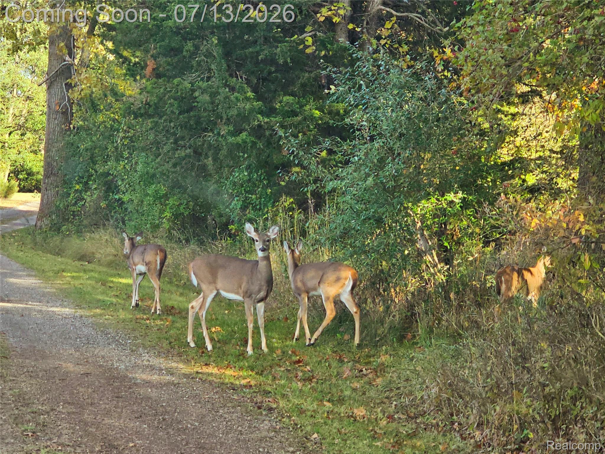 10525 Antcliff Road Brooklyn, MI 49230 - Photo 72 of 80 Abundant with wildlife