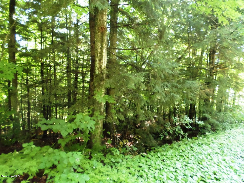 1269 Old Rte 9 Windsor, MA 01270 - Photo 13 of 32 a view of a lush green forest