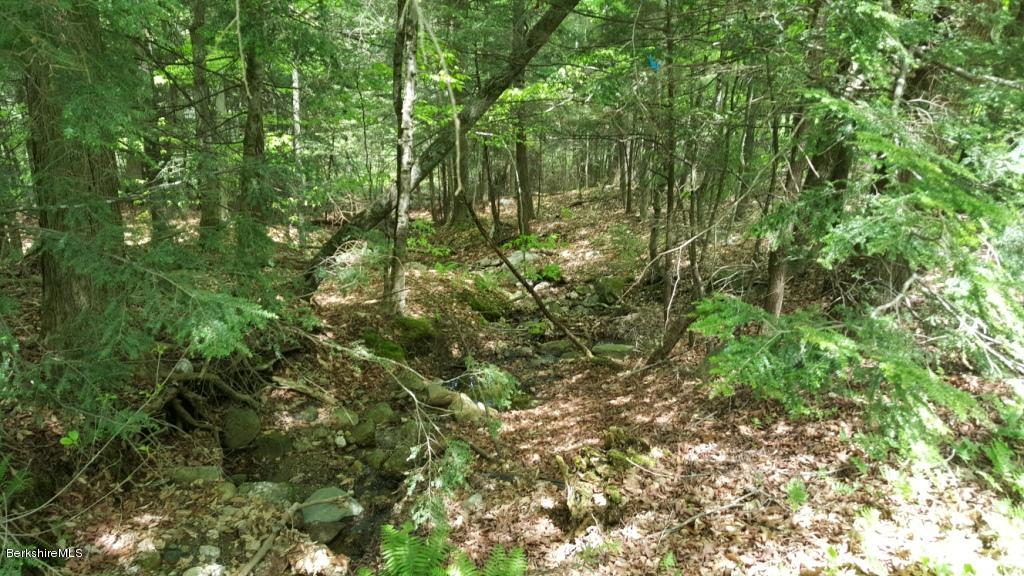 1269 Old Rte 9 Windsor, MA 01270 - Photo 3 of 32 a view of a lush green forest