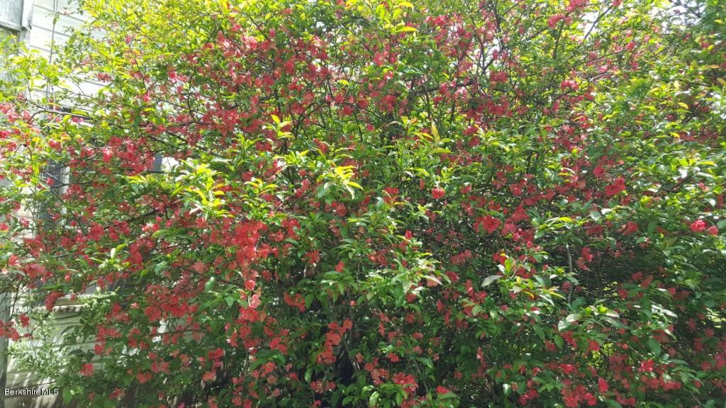 1269 Old Rte 9 Windsor, MA 01270 - Photo 7 of 32 a view of a tree