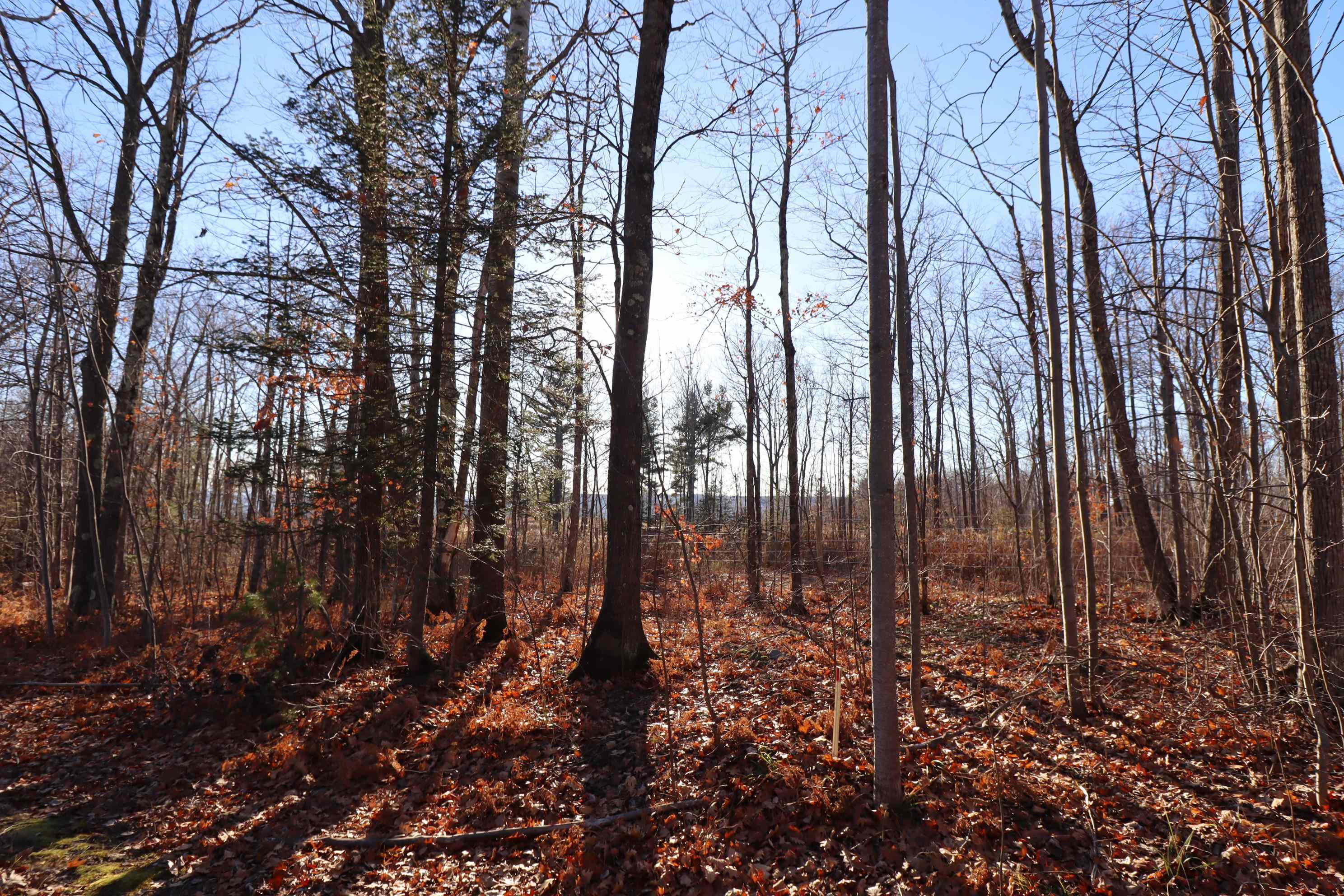 Lot 29 Madeline Trail Bayfield, WI 54814 - Photo 5 of 15 Variety Of Trees