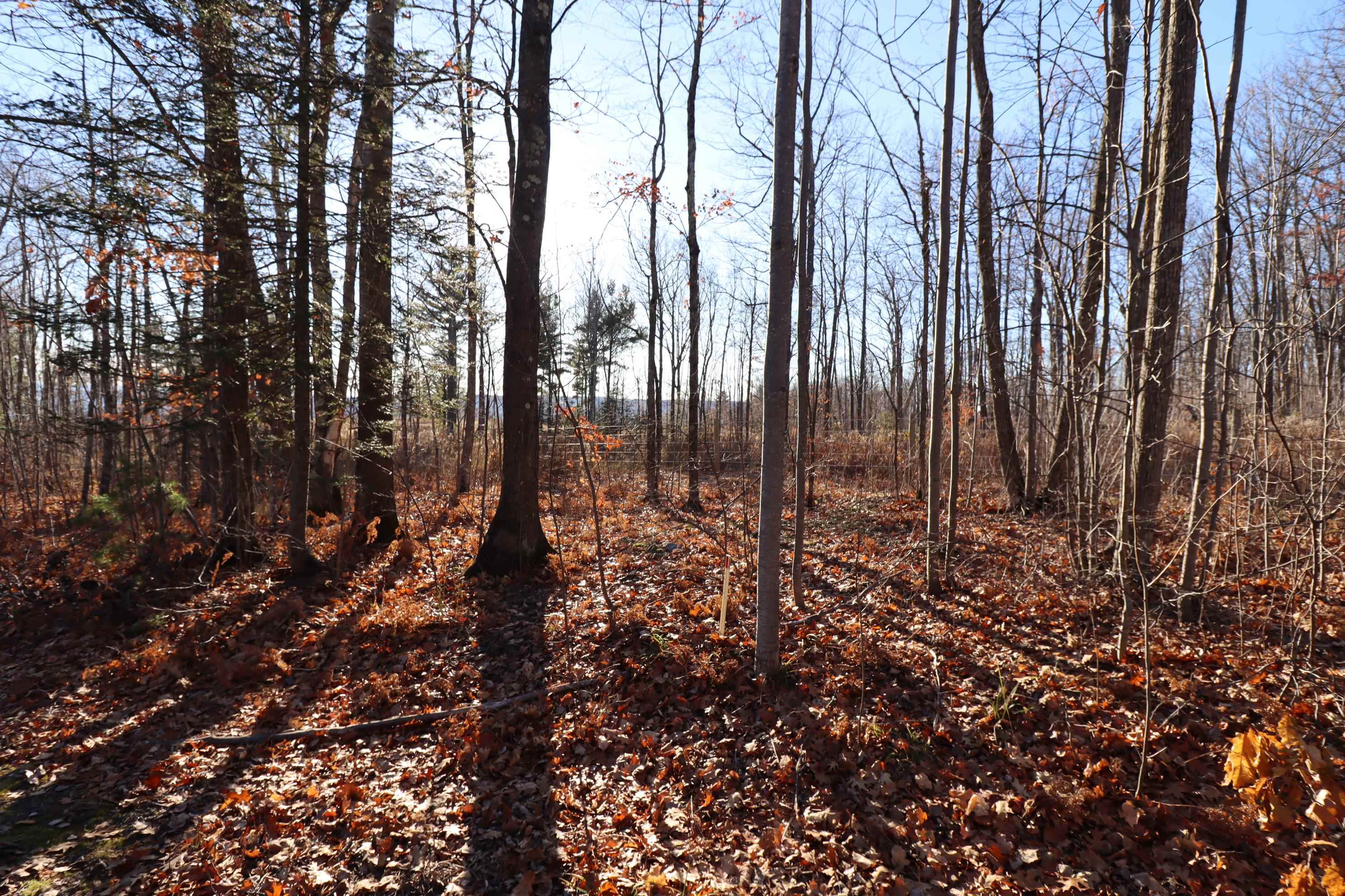 Lot 29 Madeline Trail Bayfield, WI 54814 - Photo 6 of 15