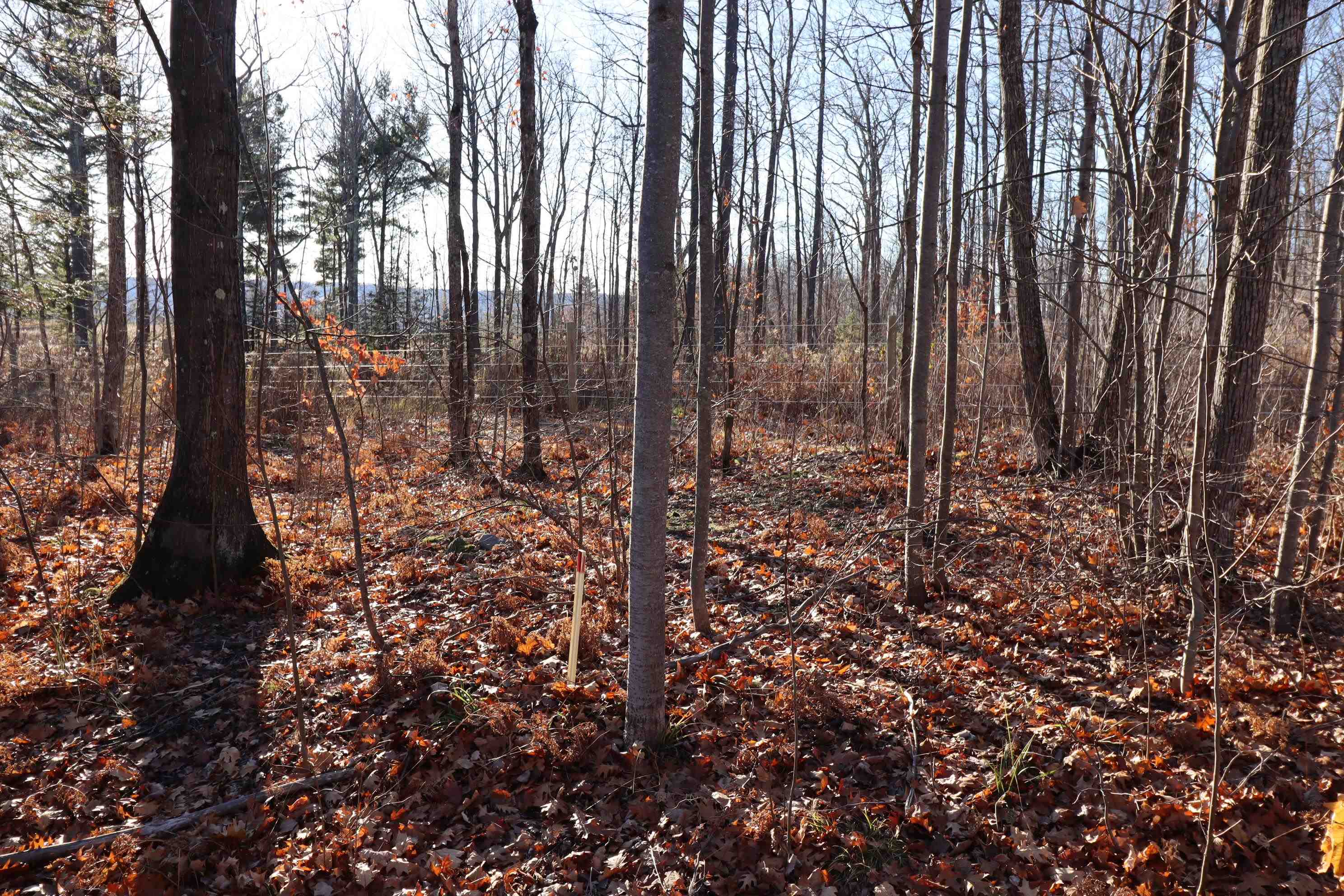 Lot 29 Madeline Trail Bayfield, WI 54814 - Photo 7 of 15