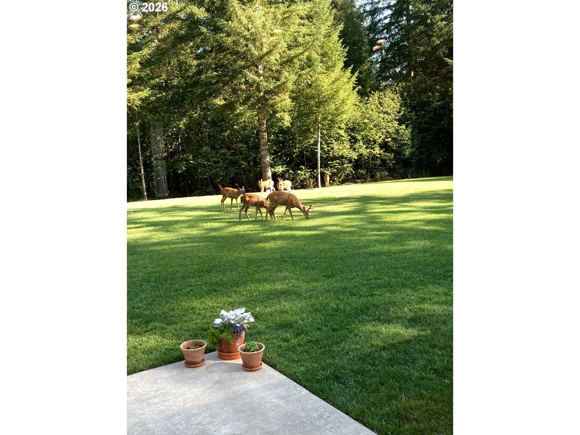 24315 Northeast Dole Valley Road Yacolt, WA 98675 - Photo 46 of 47 a view of a park with large trees