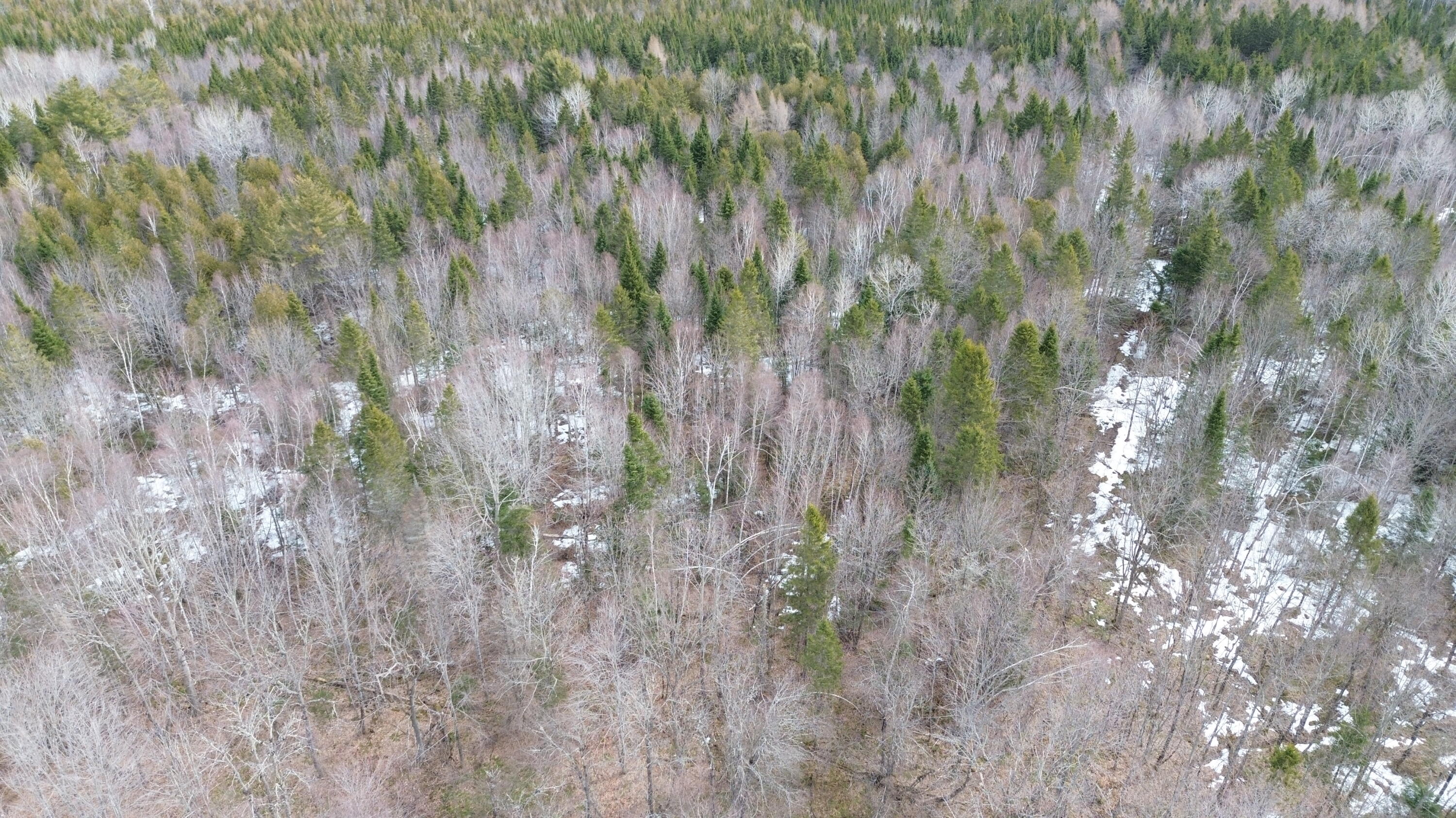 935 Bancroft Road Weston, ME 04424 - Photo 9 of 22 DJI_0166