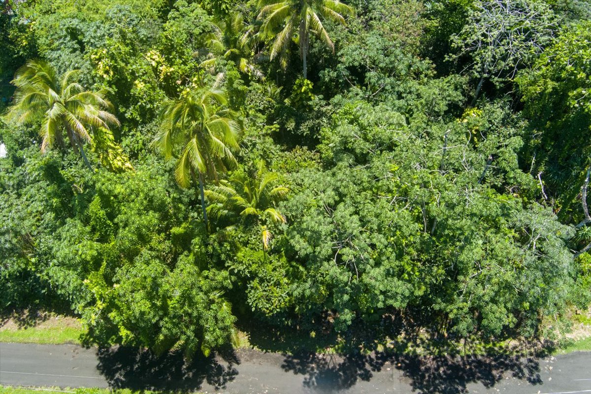 15-2761 Opihi Street Pahoa, HI 96778 - Photo 10 of 27 a view of a plant in a garden