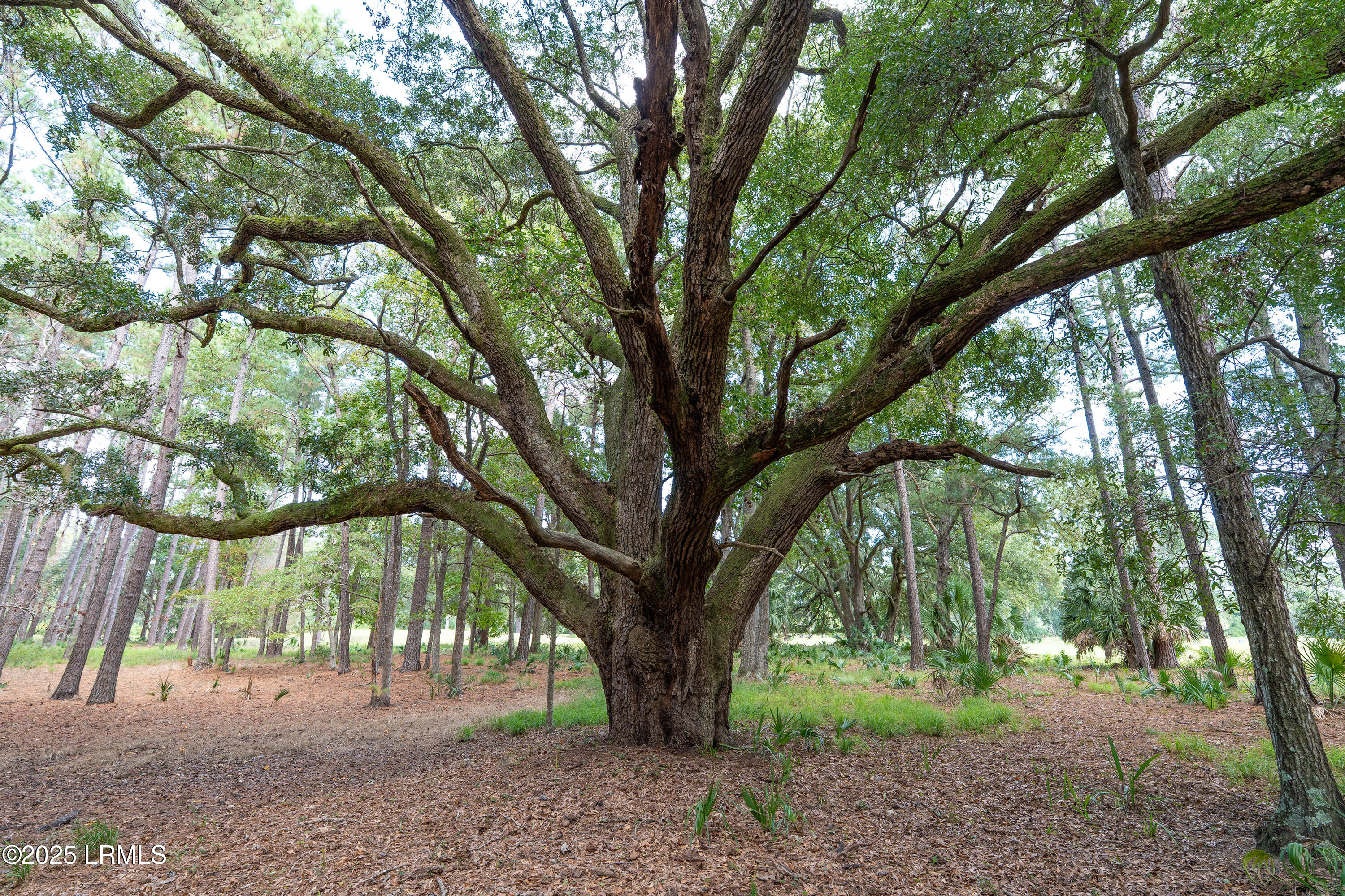 23 River Road Daufuskie Island, SC 29915 - Photo 9 of 14 010-DSC00034