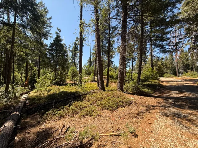 a view of a yard with trees