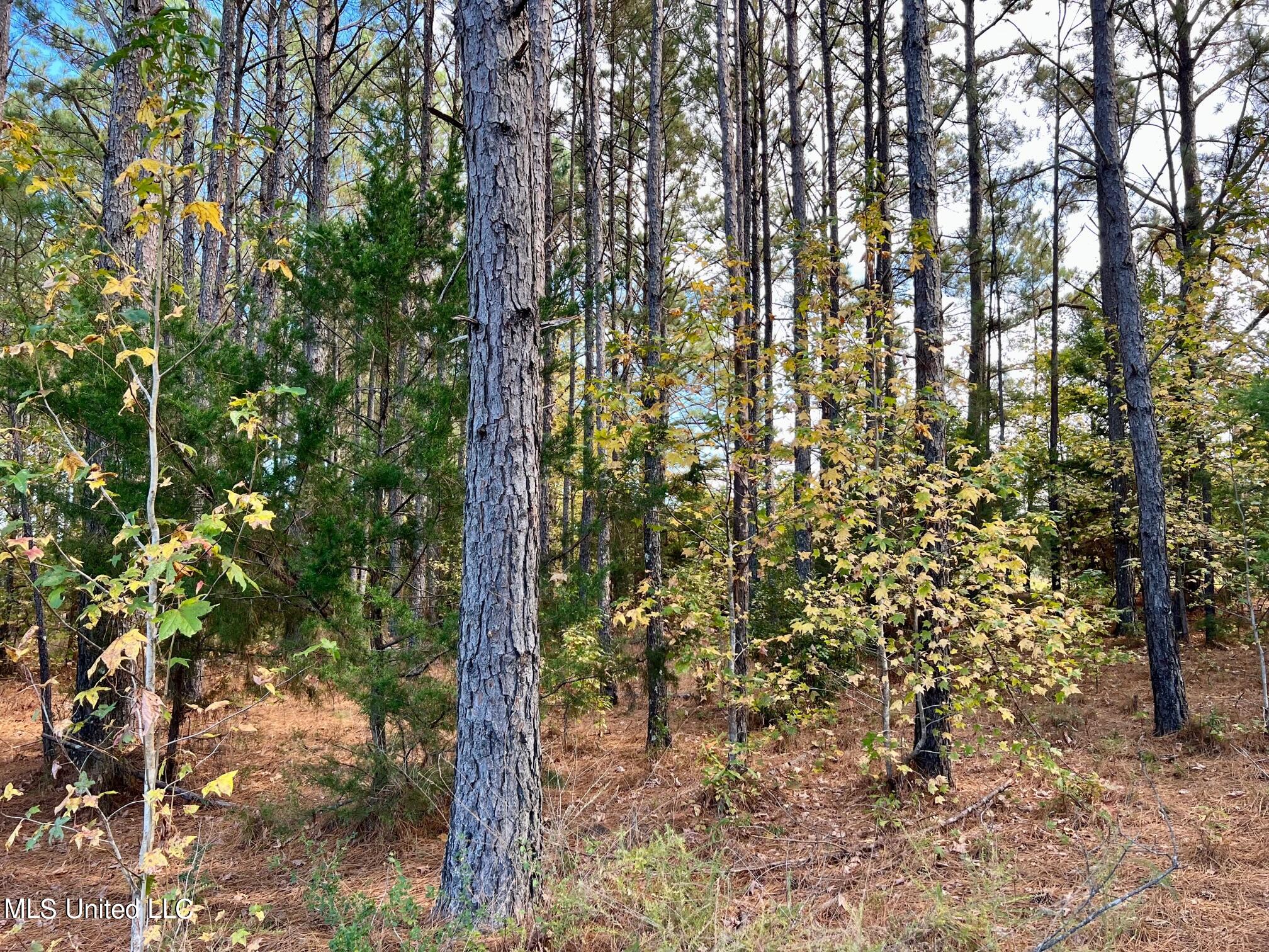 4 Stout Road Canton, MS 39046 - Photo 3 of 12 IMG_1629