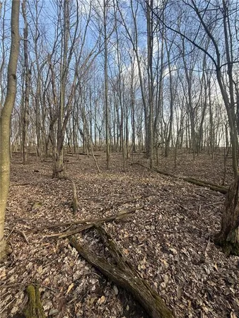 a view of a yard with trees